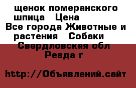 щенок померанского шпица › Цена ­ 45 000 - Все города Животные и растения » Собаки   . Свердловская обл.,Ревда г.